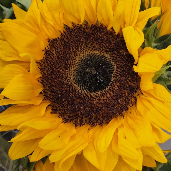 shanas_happy_flower_shop Other - nothing cannot delete listing